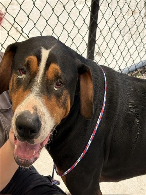 ABNER - Greater Swiss Mountain Dog available for adoption